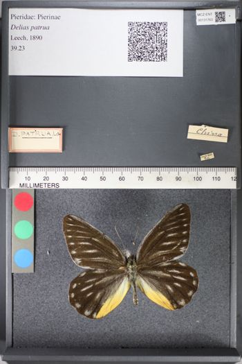 Media type: image;   Entomology 131763